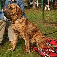 A photograph of the Fila Brasileiro