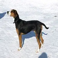 A photograph of the Finnish Hound