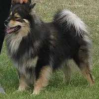 A photograph of the Finnish Lapphund