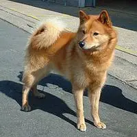 A photograph of the Finnish Spitz