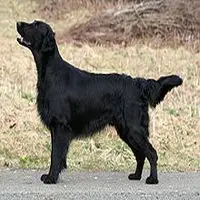 A photograph of the Flat-Coated Retriever