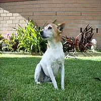 A photograph of the Fox Terrier (Miniature)