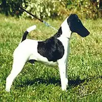 A photograph of the Fox Terrier (Smooth)