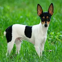 A photograph of the Fox Terrier (Toy)