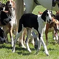 A photograph of the Français Blanc et Noir