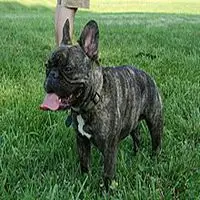 A photograph of the French Bulldog