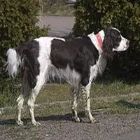 A photograph of the French Spaniel