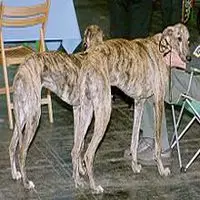 A photograph of the Galgo Español