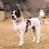 A photograph of the Georgian Shepherd Dog