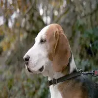A photograph of the German Hound