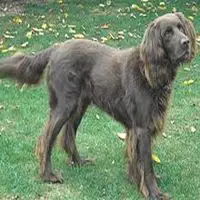 A photograph of the German Longhaired Pointer