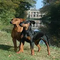A photograph of the German Pinscher
