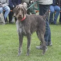 A photograph of the German Roughhaired Pointer