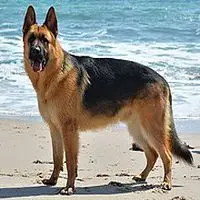 A photograph of the German Shepherd