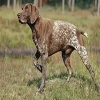 A photograph of the German Shorthaired Pointer