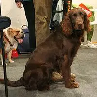 A photograph of the German Spaniel