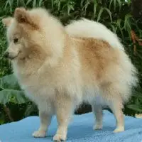A photograph of the German Spitz