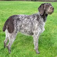 A photograph of the German Wirehaired Pointer