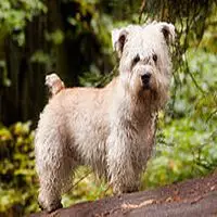 A photograph of the Glen of Imaal Terrier