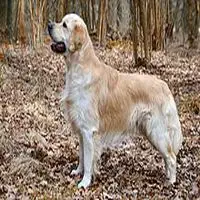 A photograph of the Golden Retriever