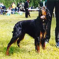 A photograph of the Gordon Setter