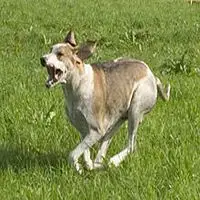 A photograph of the Grand Anglo-Français Blanc et Orange