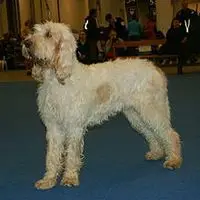 A photograph of the Grand Griffon Vendéen
