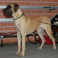A photograph of the Great Dane