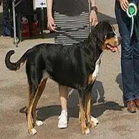 A photograph of the Greater Swiss Mountain Dog