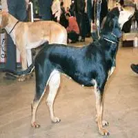 A photograph of the Greek Harehound