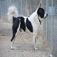 A photograph of the Greek Shepherd