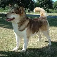 A photograph of the Greenland Dog
