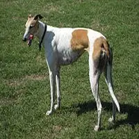 A photograph of the Greyhound