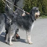 A photograph of the Griffon Bleu de Gascogne