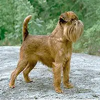 A photograph of the Griffon Bruxellois