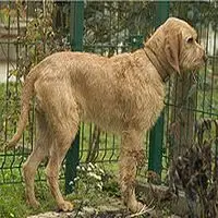 A photograph of the Griffon Fauve de Bretagne