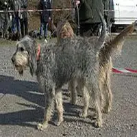 A photograph of the Griffon Nivernais
