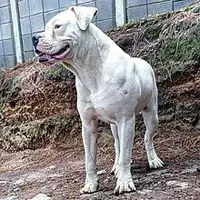 A photograph of the Guatemalan Dogo