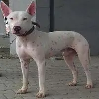 A photograph of the Gull Terrier