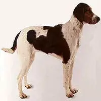 A photograph of the Halden Hound