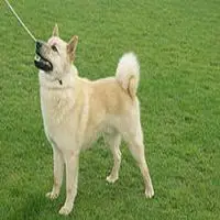 A photograph of the Hällefors Elkhound