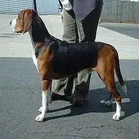 A photograph of the Hamilton Hound