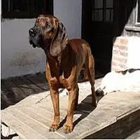 A photograph of the Hanover Hound