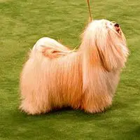 A photograph of the Havanese
