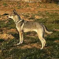 A photograph of the Hierran Wolfdog