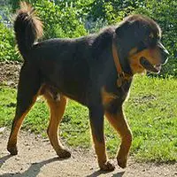 A photograph of the Himalayan Sheepdog