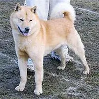 A photograph of the Hokkaido