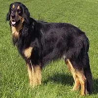 A photograph of the Hovawart
