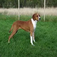 A photograph of the Hygen Hound