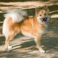 A photograph of the Icelandic Sheepdog